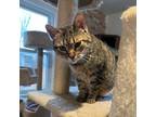 Adopt MJ a Tabby