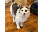 Adopt Annie (with Auggie) a Domestic Long Hair
