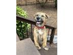 Adopt Piper a Plott Hound, Shepherd