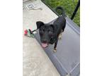 Adopt Peaches a Australian Cattle Dog / Blue Heeler