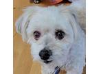 Adopt Daisy 11 a Havanese