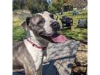 Adopt Irie a Staffordshire Bull Terrier