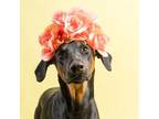 Adopt Bella a Doberman Pinscher