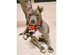 Adopt Iggy a American Staffordshire Terrier