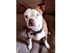 Adopt Mitzi a Boston Terrier