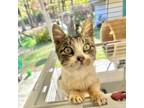 Adopt Twinkles a Domestic Short Hair