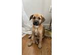 Adopt Tamale (T-Litter) a Shepherd, Boxer