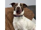 Adopt Toucan Sam a Foxhound, Jack Russell Terrier