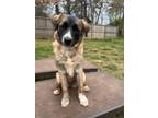 Adopt Glow a Saint Bernard