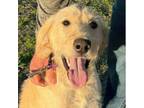 Adopt Sadie (benefactor puppy) a Labradoodle, Golden Retriever
