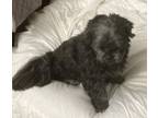 Adopt Ruby a Shih Tzu