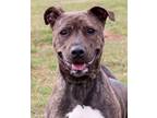 Adopt Kamila a Pit Bull Terrier