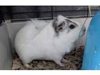 Adopt Tater a Guinea Pig