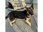 Adopt Skye - CS a German Shepherd Dog