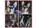 Adopt Tifa a Siberian Husky, German Shepherd Dog