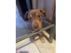 Adopt Mariana Adams Foster a Shepherd, Labrador Retriever