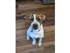 Adopt Dos a Australian Cattle Dog / Blue Heeler, Pit Bull Terrier