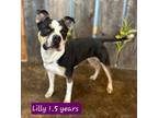 Adopt LILLY $400 a Mixed Breed