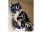 Adopt Nala a Domestic Long Hair, Domestic Short Hair