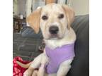 Adopt Breve a Labrador Retriever, Mixed Breed