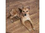 Adopt Hermione a Australian Cattle Dog / Blue Heeler