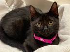 Adopt Onyx a Domestic Short Hair