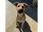 Adopt Ivy a Black Mouth Cur