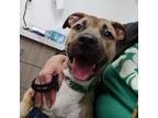 Adopt Shani a Pit Bull Terrier