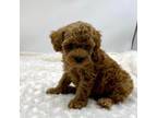 Poodle (Toy) Puppy for sale in Pontiac, MI, USA