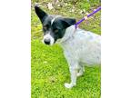 Adopt Hera a Border Collie, Canaan Dog