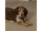 Adopt Betsy a Beagle, Mixed Breed