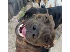 Adopt Scoot a Mixed Breed