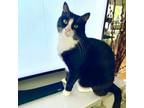 Adopt Poppy a Tuxedo