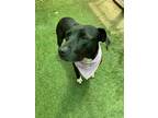 Adopt Molly a Labrador Retriever