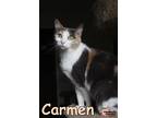Adopt Carmen a Domestic Shorthair / Mixed (short coat) cat in Douglasville