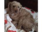 Adopt Ruby a Miniature Poodle
