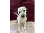 Adopt Freya a Mixed Breed, Pointer