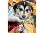 Adopt Ripley (Shepsky puppy) a Siberian Husky, German Shepherd Dog