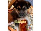 Adopt Badger a Siberian Husky, German Shepherd Dog