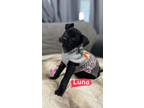 Adopt Luna and Taylor a Black Labrador Retriever