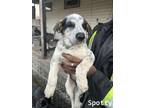 Adopt Spotty a Bluetick Coonhound, German Shepherd Dog