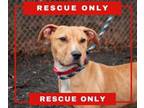 Adopt Custard a Pit Bull Terrier, Mixed Breed