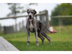 Great Dane Puppy for sale in Richmond, IN, USA