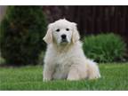 Golden Retriever Puppy for sale in Fort Wayne, IN, USA