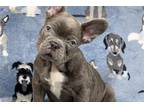 French Bulldog Puppy for sale in Fort Lauderdale, FL, USA