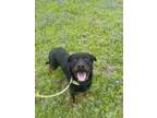 Adopt ciana a Rottweiler, Mixed Breed