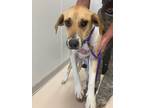Adopt chica a Hound, Mixed Breed