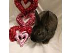 Adopt Lucy a Bunny Rabbit