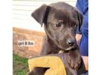 Adopt Little Girl pup 3 a Labrador Retriever, Boxer