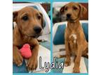 Adopt Little Girl pup 4/Lisa a Labrador Retriever, Boxer